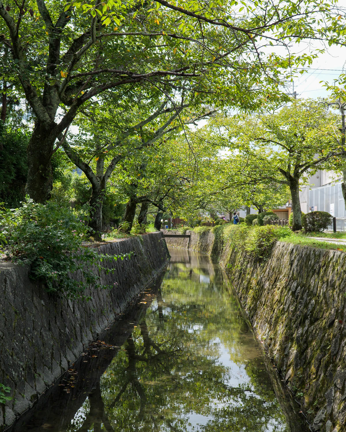 Grøn kanal med træer der spejler sig i vandet, Japan